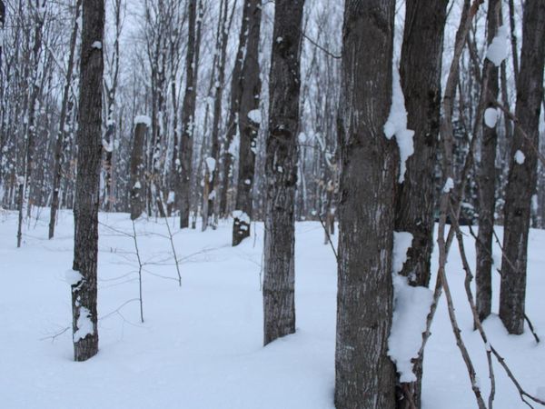 6583 Boulder Lane NE, Mancelona, MI 49659