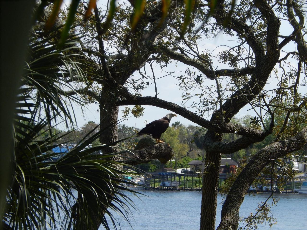 8910 Eagle Watch Drive, Riverview, FL 33578 Photo