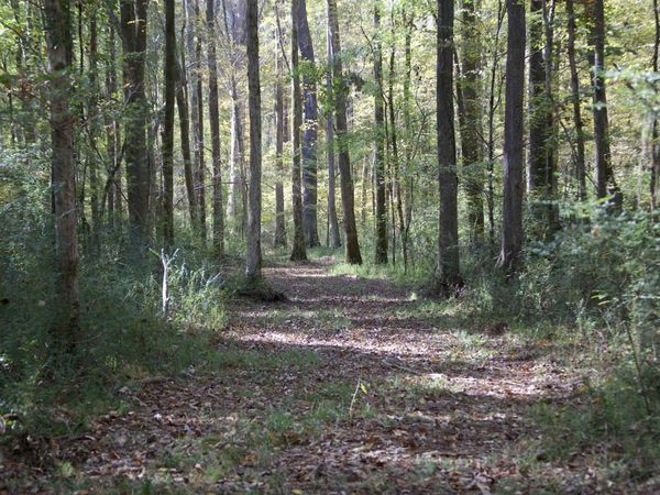 1761 CR-126 RD, Walnut, MS 38683