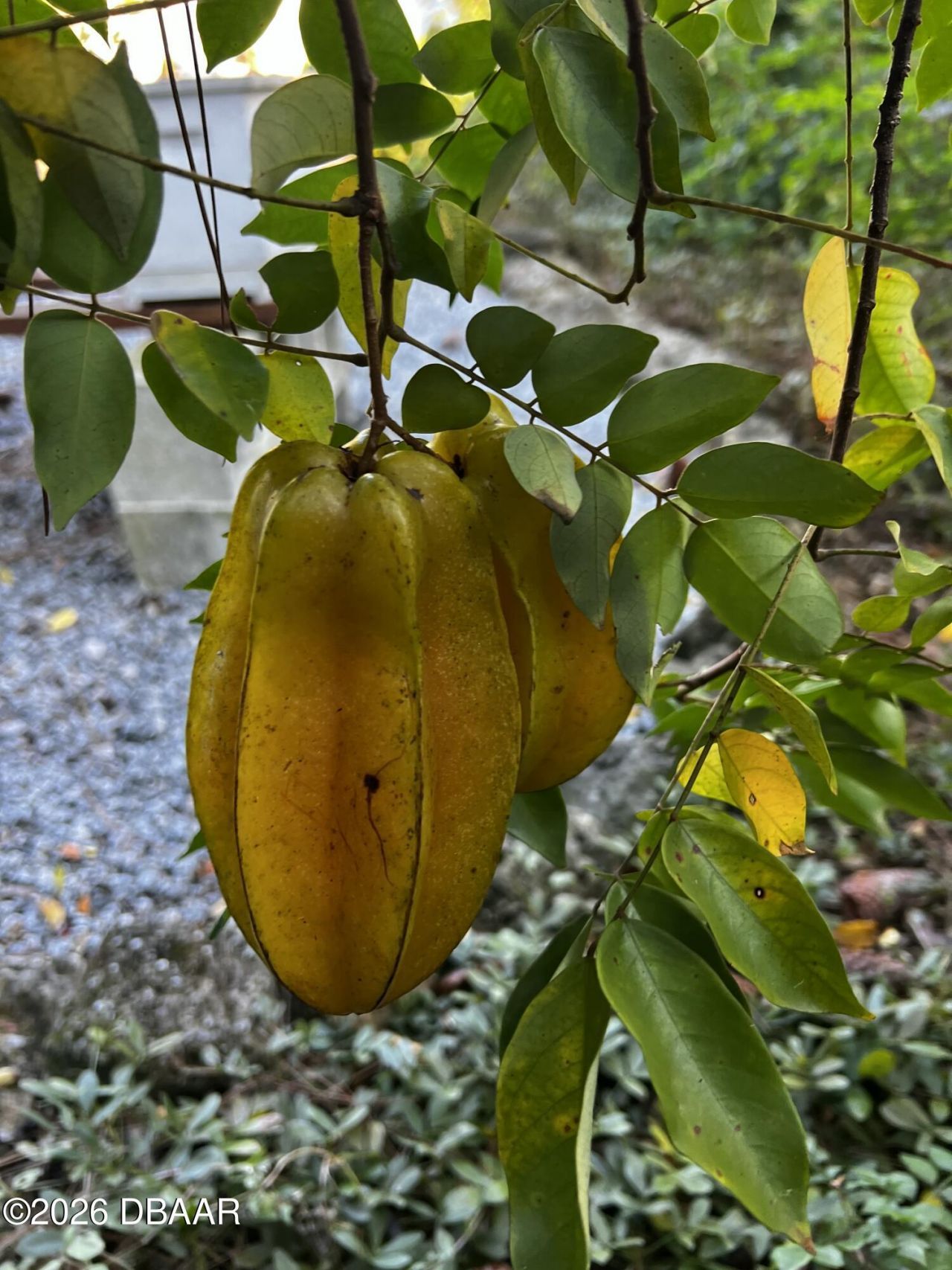 615 Art Center Avenue, New Smyrna Beach, FL 32168 Photo