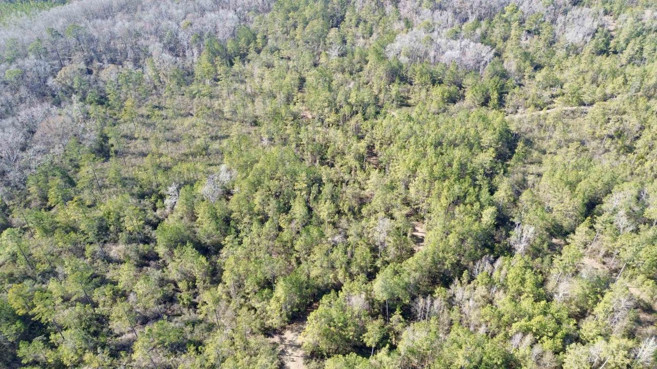Lot 81 SW Oregon Trail , Greenville, FL 32331 Photo