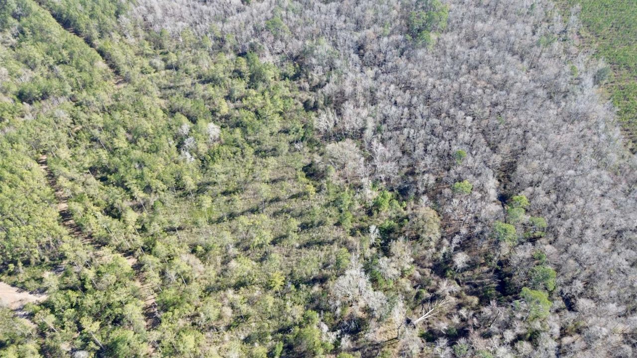 Lot 81 SW Oregon Trail , Greenville, FL 32331 Photo