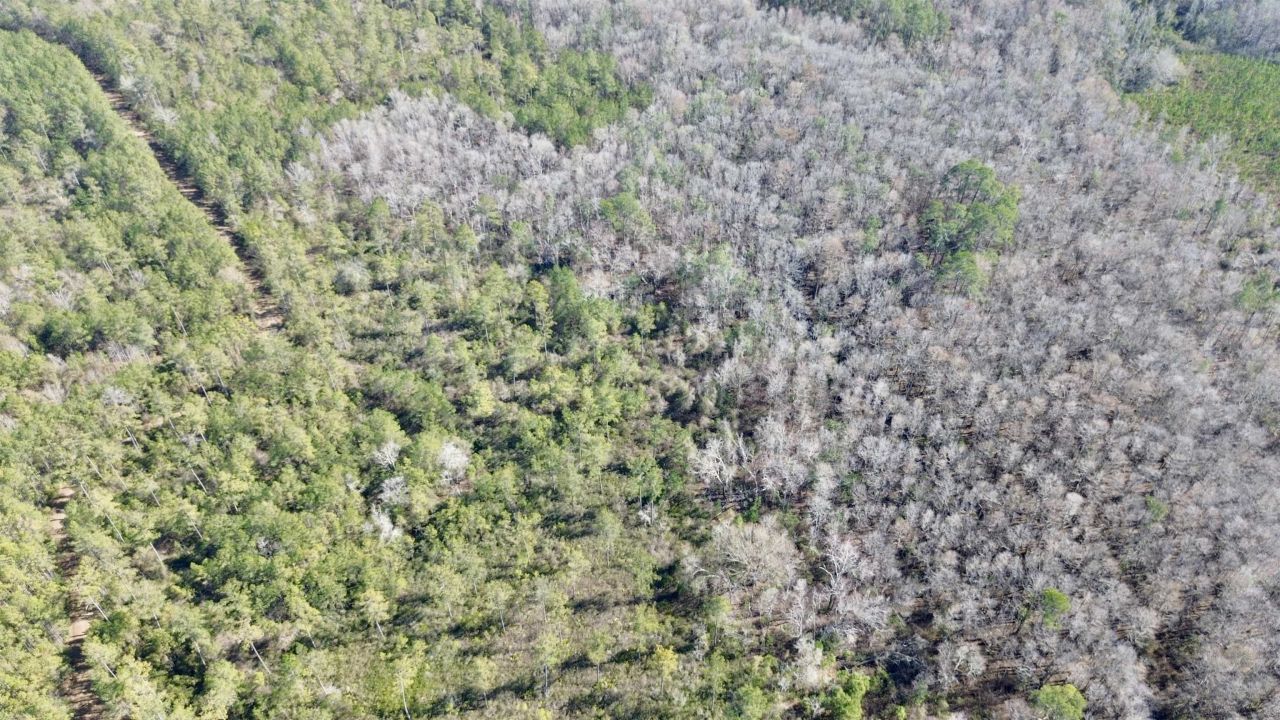 Lot 81 SW Oregon Trail , Greenville, FL 32331 Photo