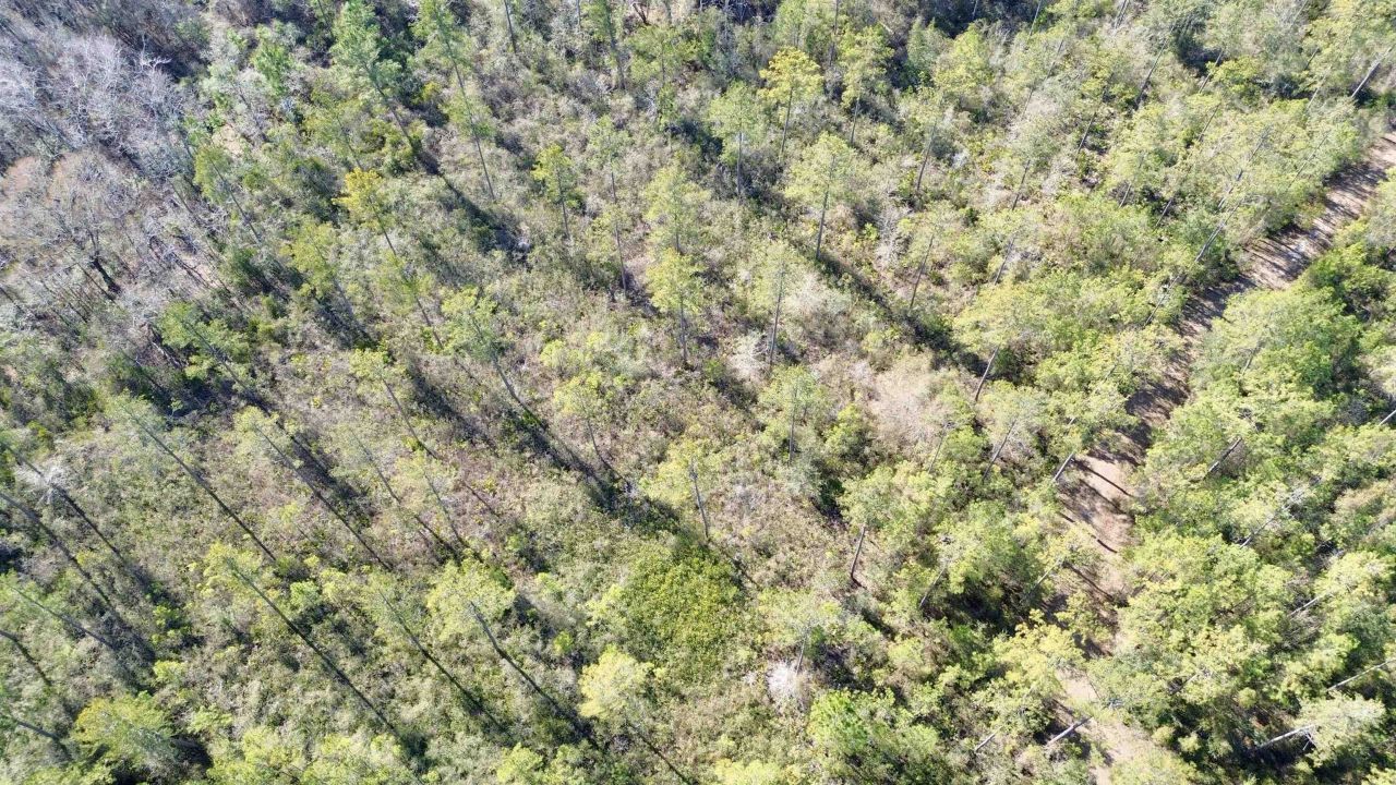 Lot 81 SW Oregon Trail , Greenville, FL 32331 Photo