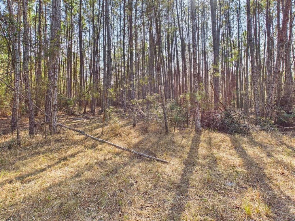 Lot 81 SW Oregon Trail , Greenville, FL 32331 Photo