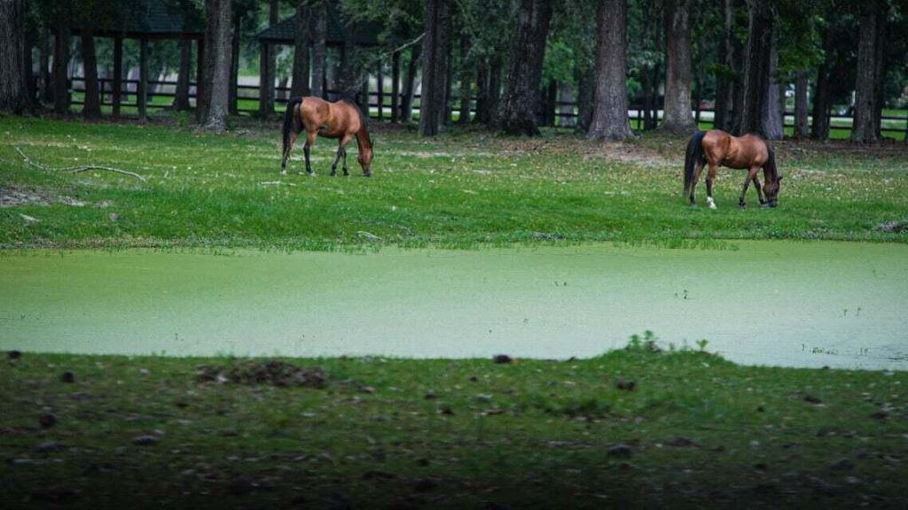 4715 Gold Cup Lane Photo 59