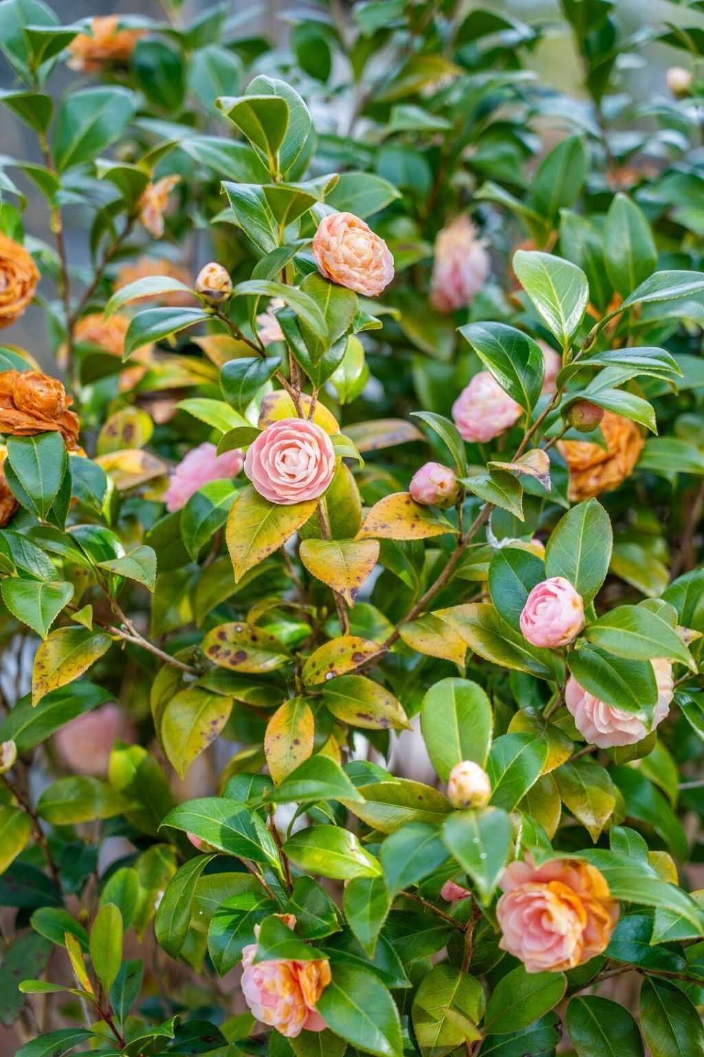 1328 Horseshoe Bend Photo 49