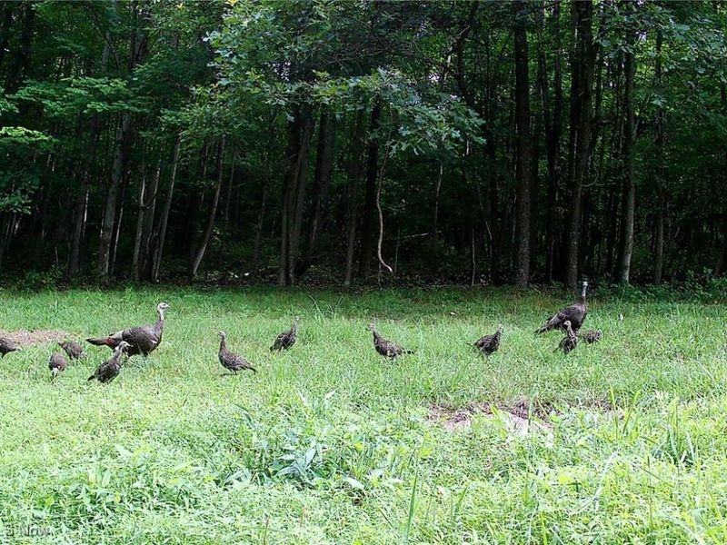 SW Harmony Valley Road, Newcomerstown, OH 43832 Photo 27