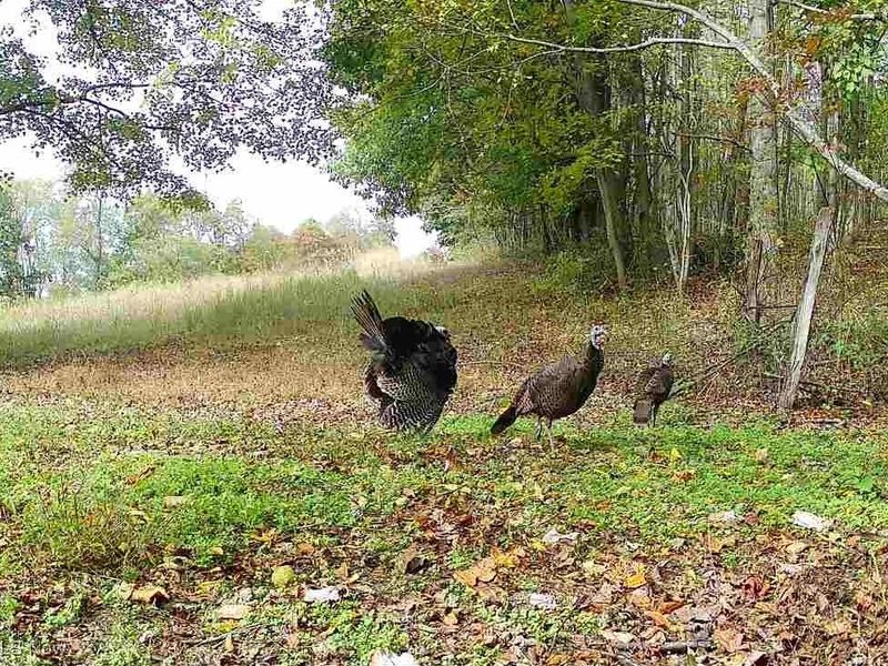 SW Harmony Valley Road, Newcomerstown, OH 43832 Photo 28