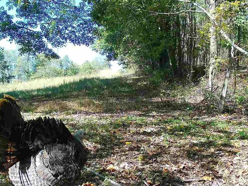 SW Harmony Valley Road, Newcomerstown, OH 43832 Photo 29