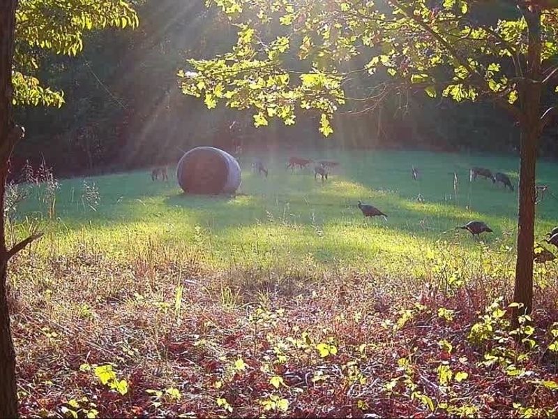 SW Harmony Valley Road, Newcomerstown, OH 43832 Photo 30