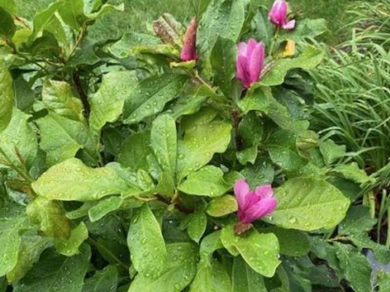 820 Lawrence Drive, Wadsworth, OH 44281 Photo 34