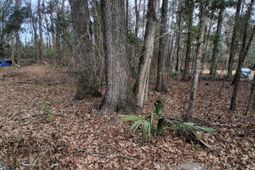 0 Crumley Road photo 4