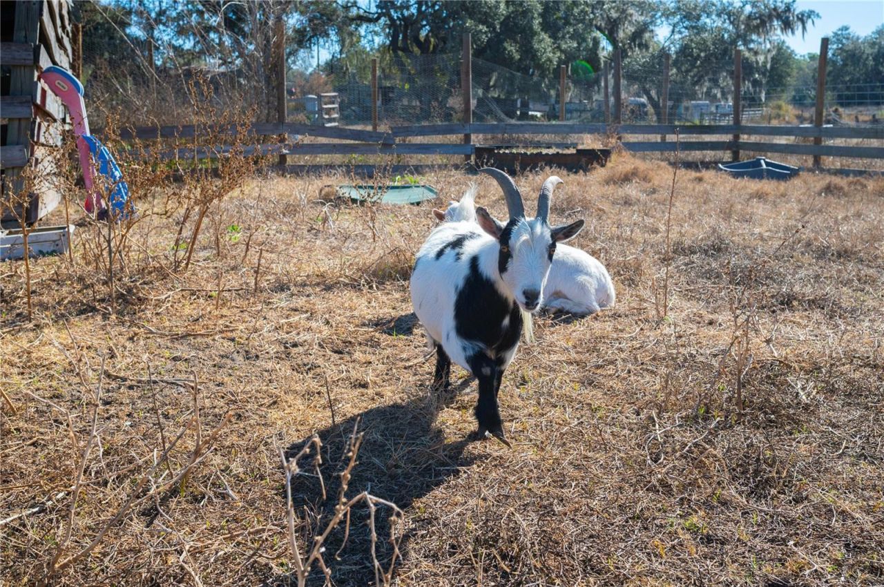 6531 Durant Road, Plant City, FL 33567 Photo