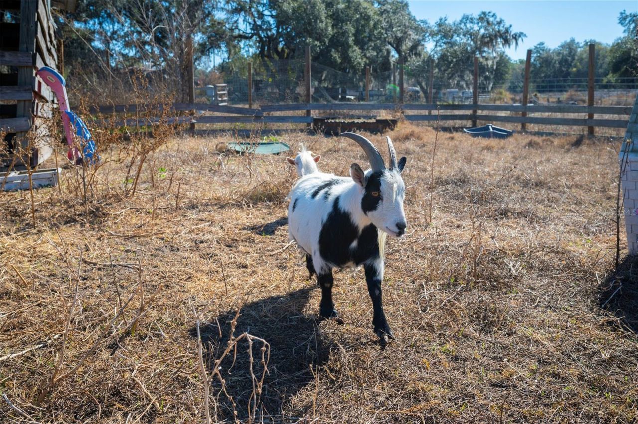 6531 Durant Road, Plant City, FL 33567 Photo