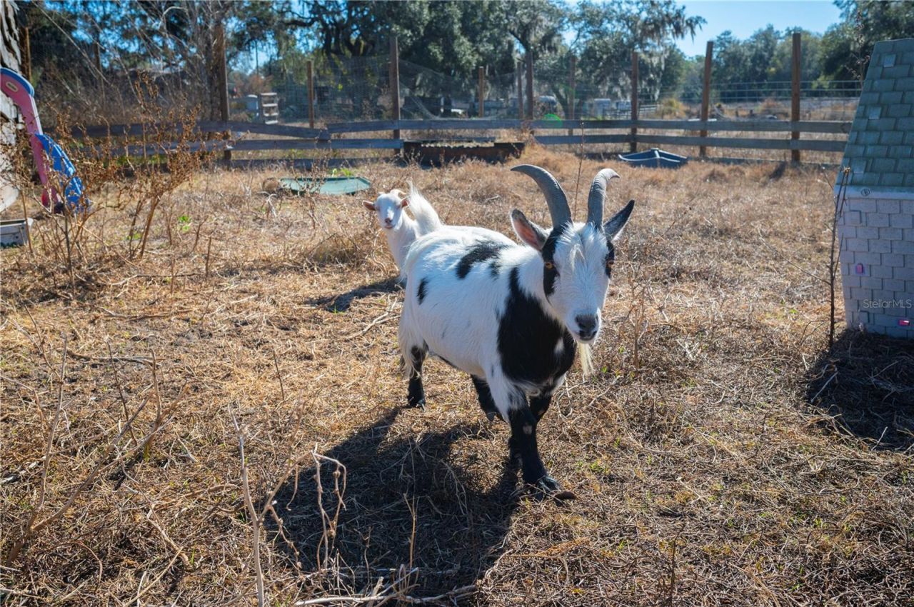 6531 Durant Road, Plant City, FL 33567 Photo