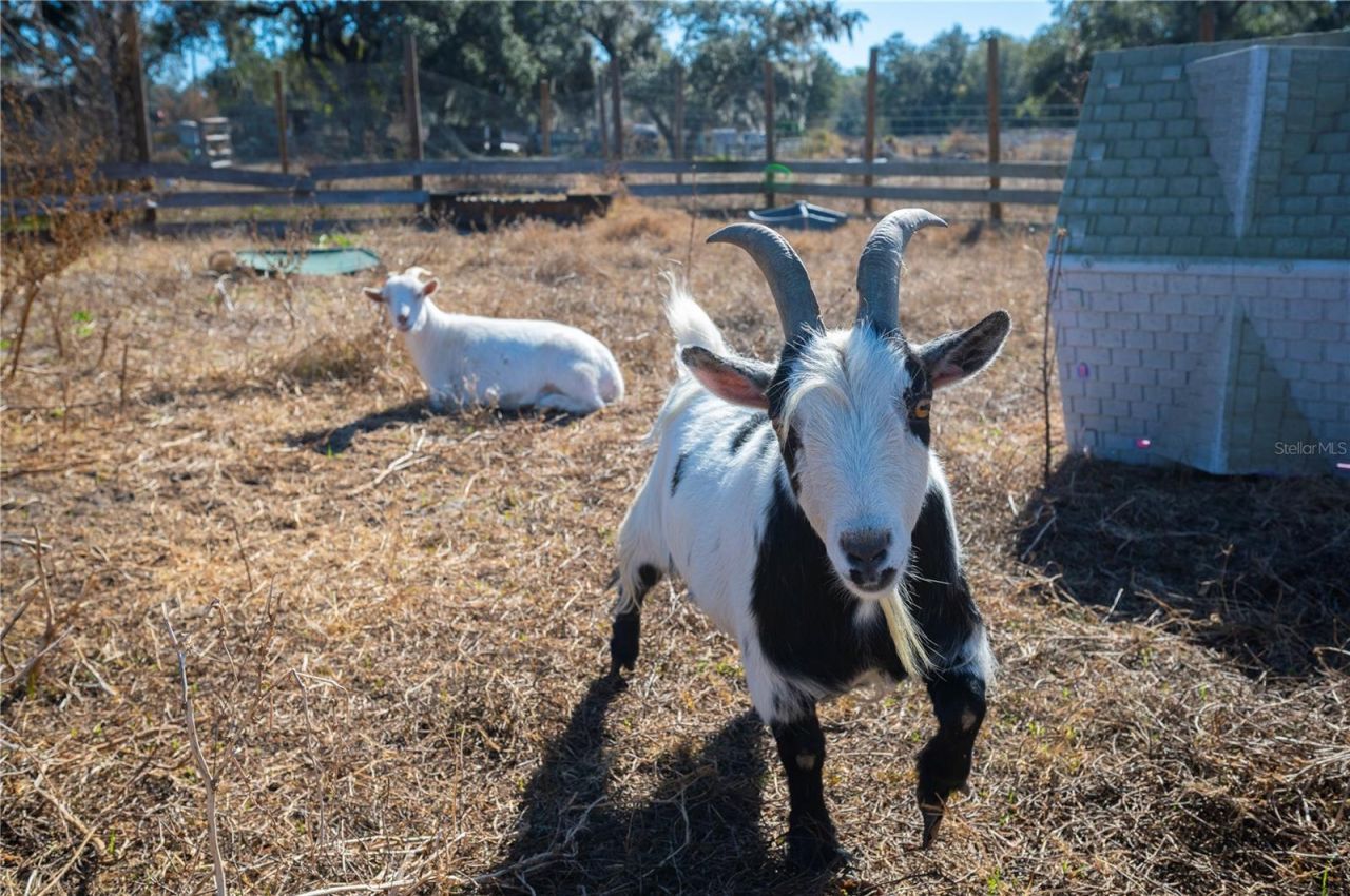 6531 Durant Road, Plant City, FL 33567 Photo