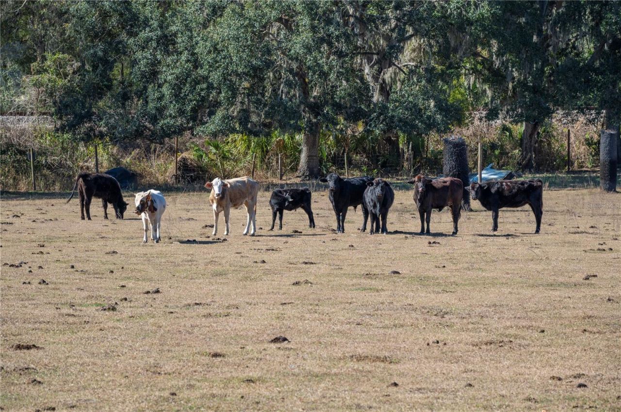 6531 Durant Road, Plant City, FL 33567 Photo