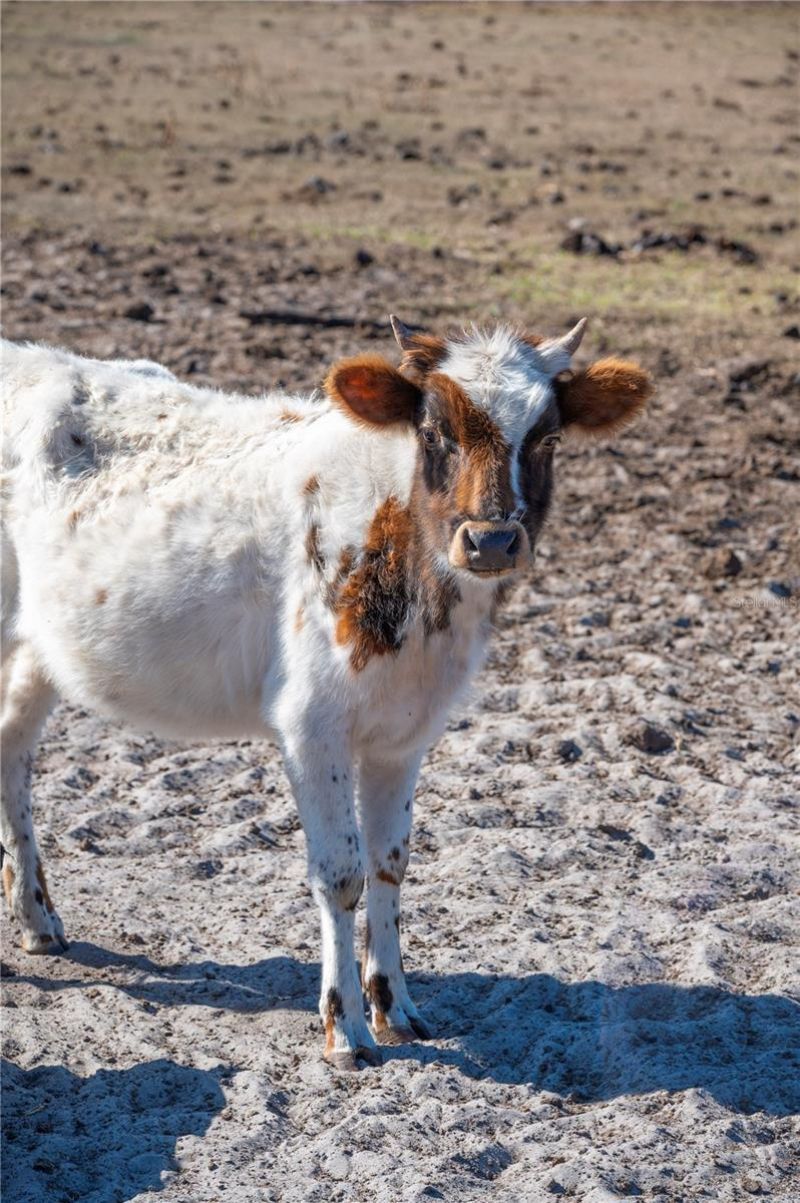 6531 Durant Road, Plant City, FL 33567 Photo