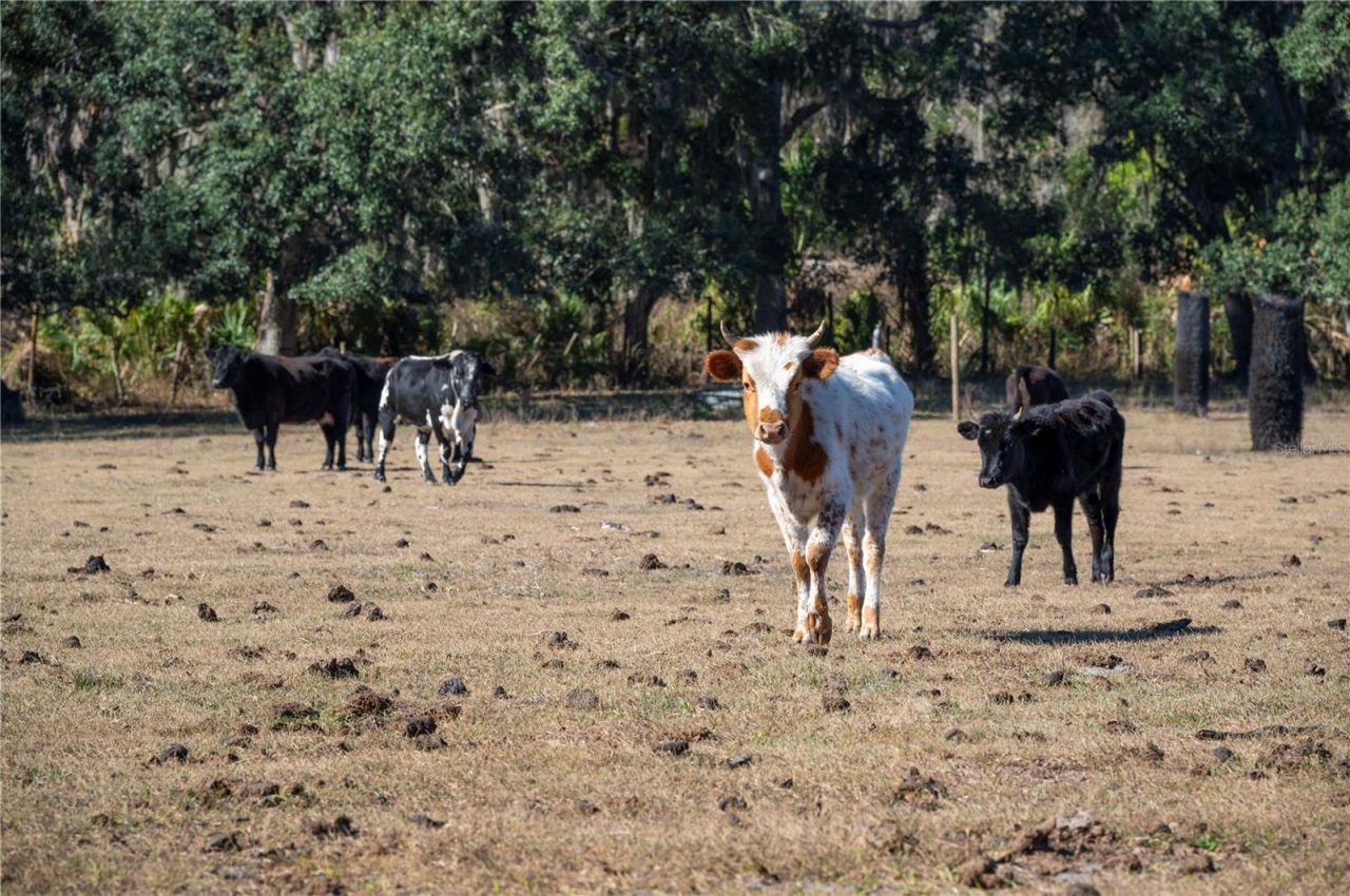 6531 Durant Road, Plant City, FL 33567 Photo