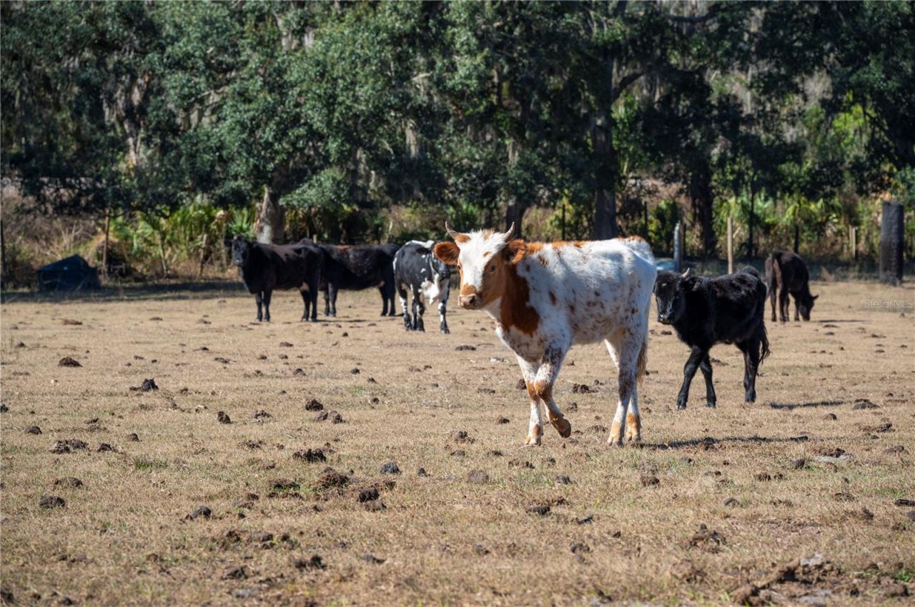 6531 Durant Road, Plant City, FL 33567 Photo