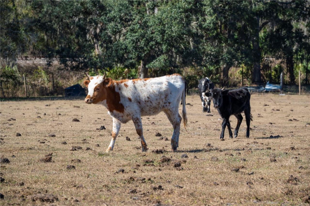 6531 Durant Road, Plant City, FL 33567 Photo