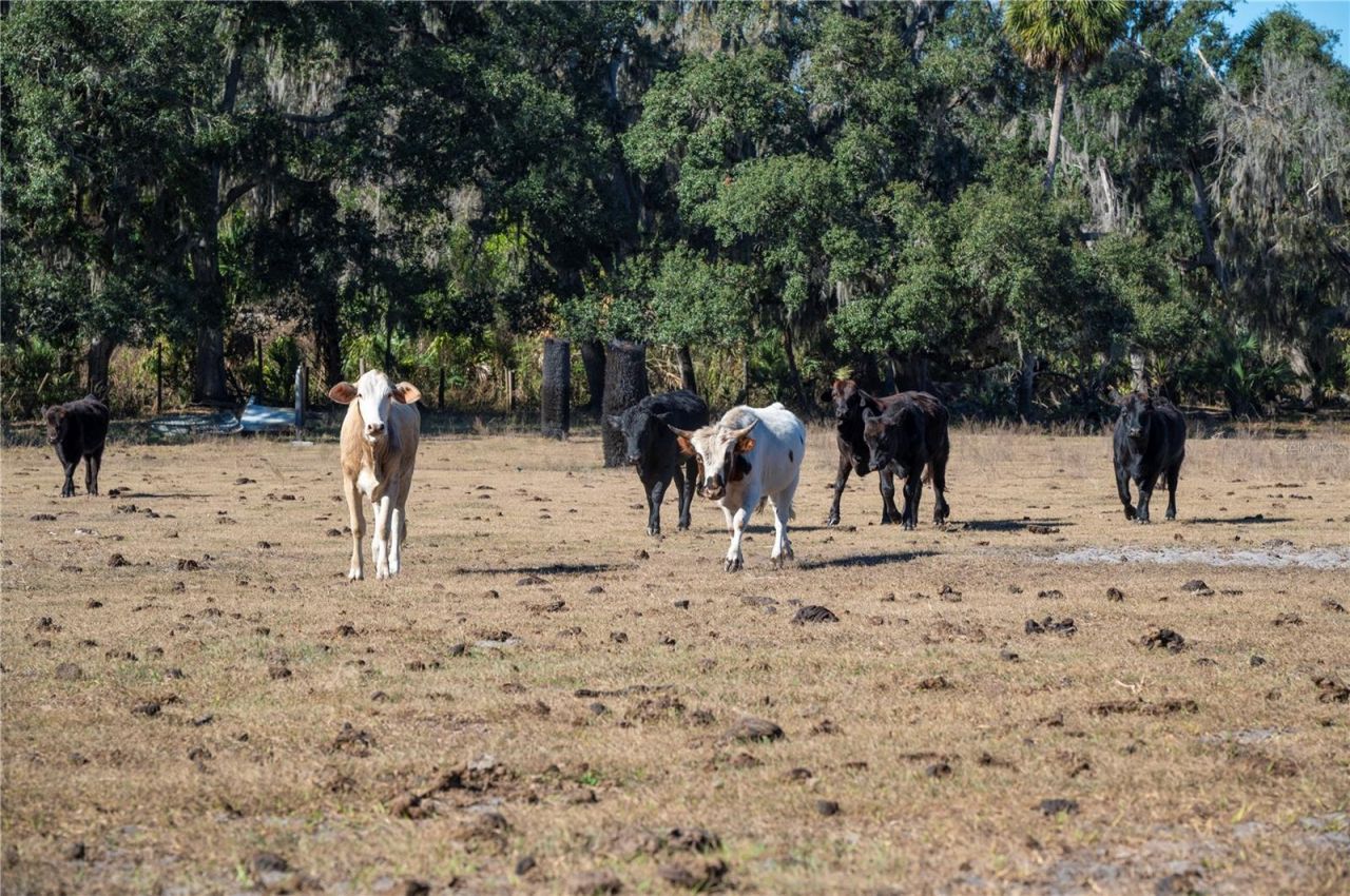 6531 Durant Road, Plant City, FL 33567 Photo