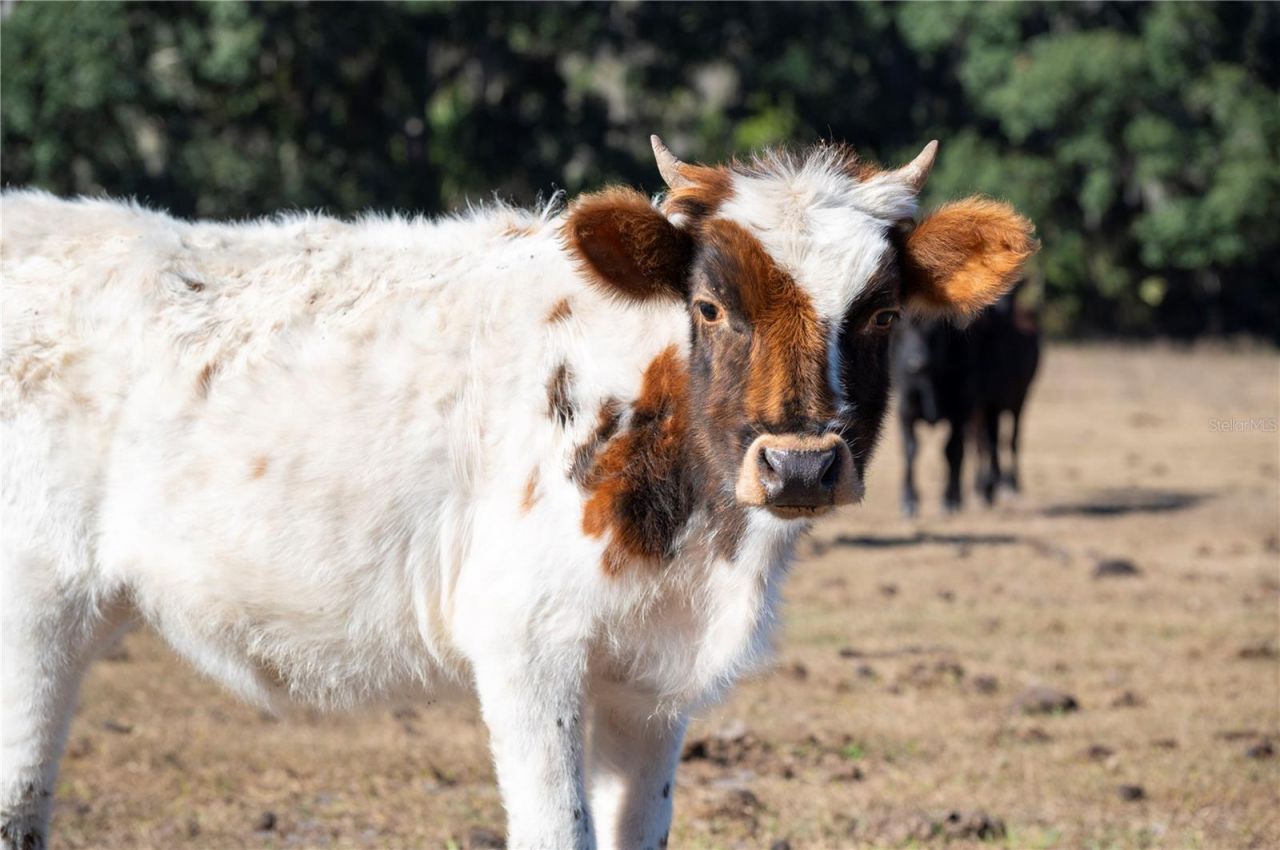 6531 Durant Road, Plant City, FL 33567 Photo