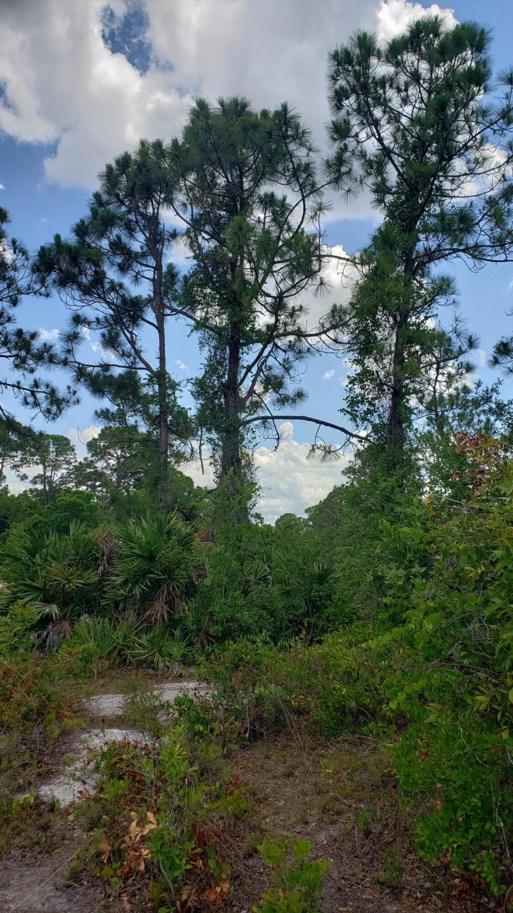 932 Island Parkway Ne, Lake Placid, FL 33852 Photo