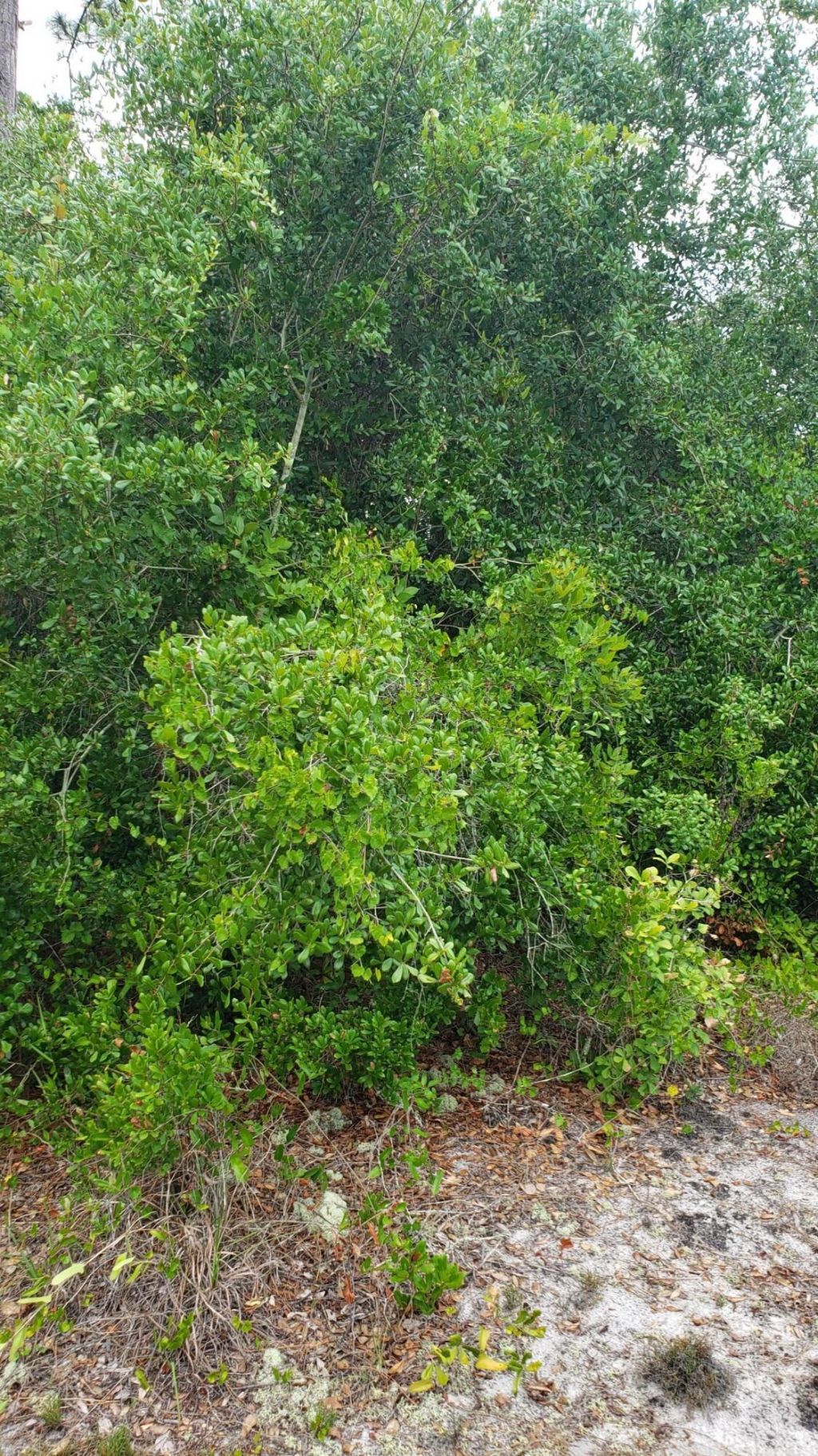 932 Island Parkway Ne, Lake Placid, FL 33852 Photo