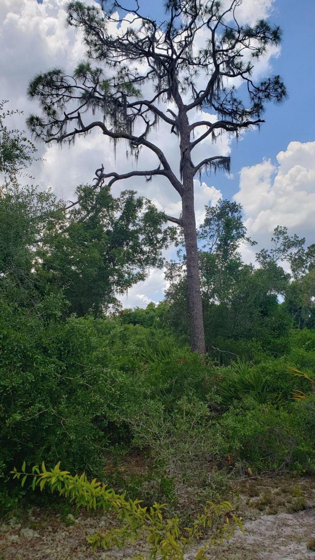 932 Island Parkway Ne, Lake Placid, FL 33852 Photo