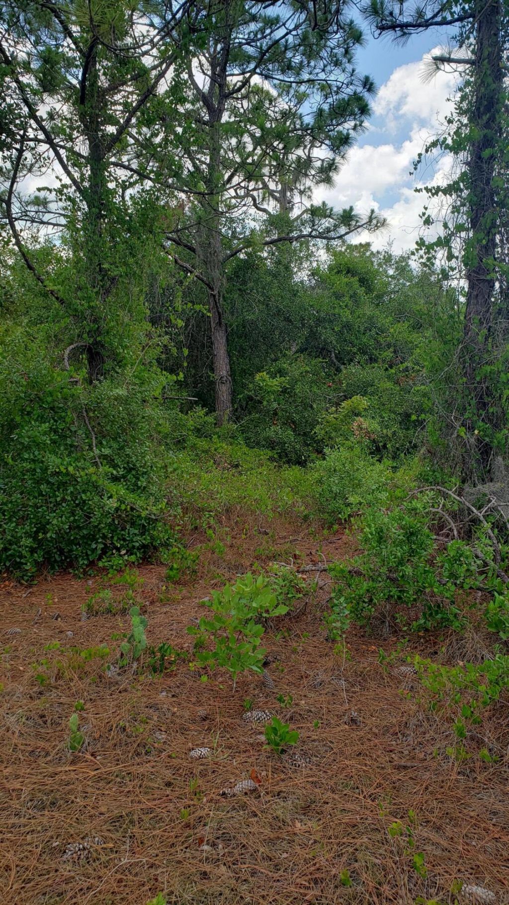 932 Island Parkway Ne, Lake Placid, FL 33852 Photo