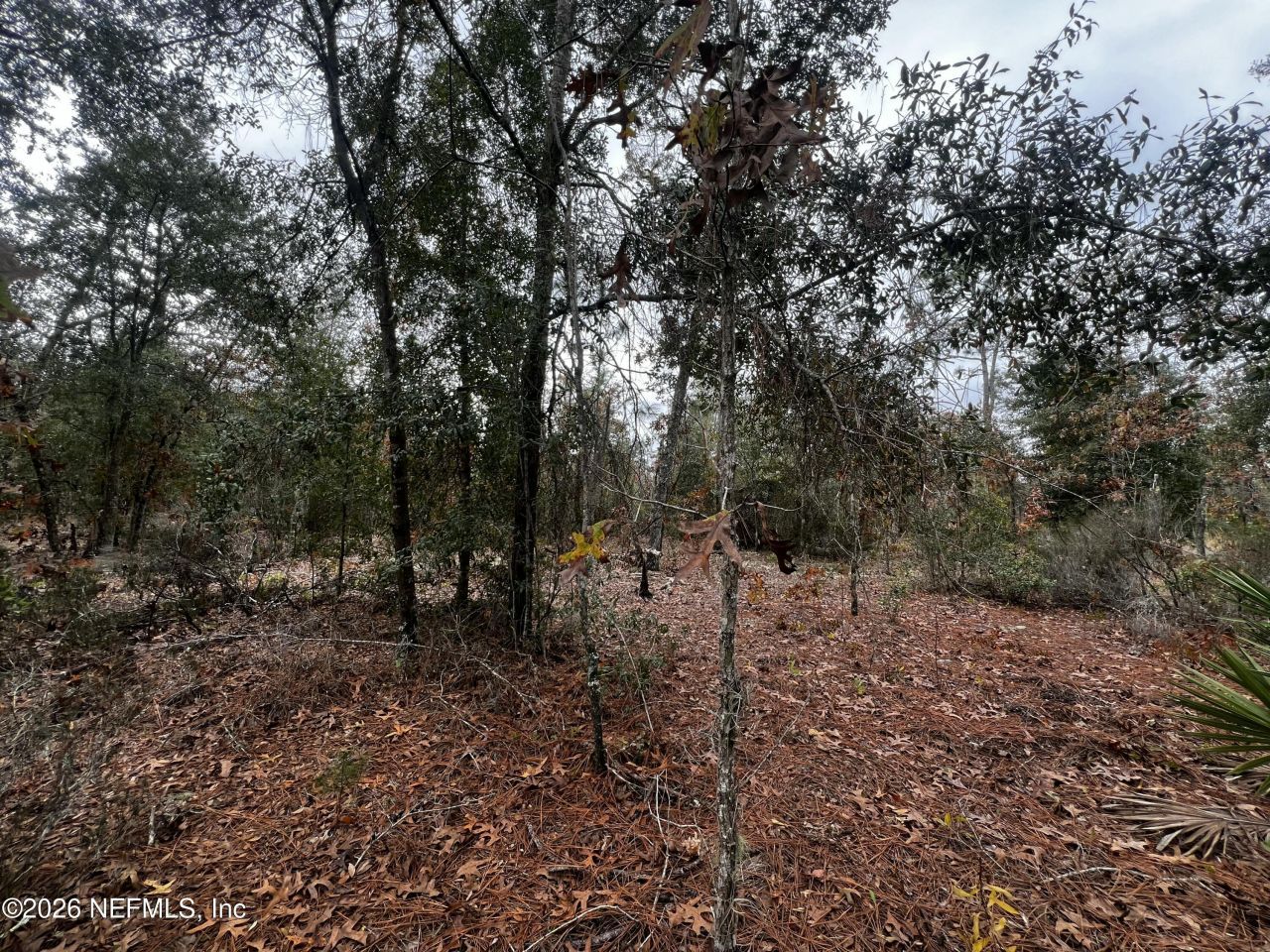 307 Lemon Street, Interlachen, FL 32148 Photo