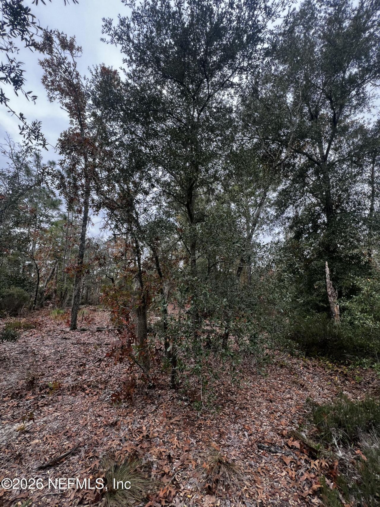 307 Lemon Street, Interlachen, FL 32148 Photo