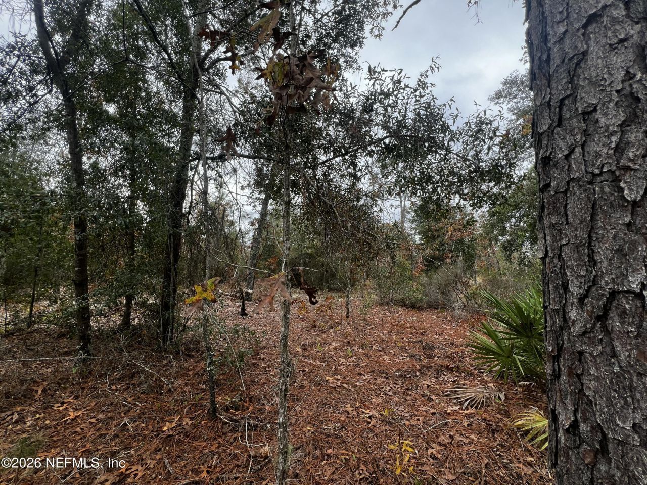 307 Lemon Street, Interlachen, FL 32148 Photo