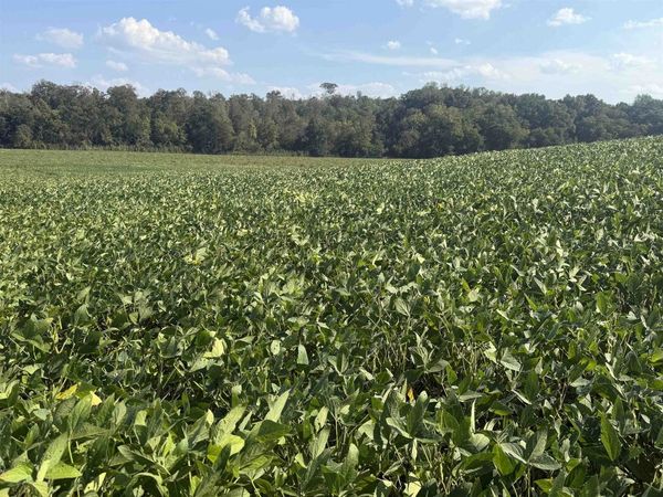 000 MT. CARMEL RD, Decaturville, TN 38329