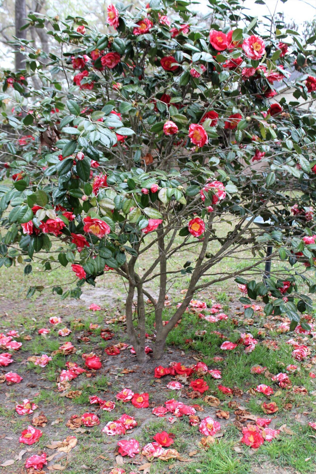 2223 Glendale Drive Photo 37