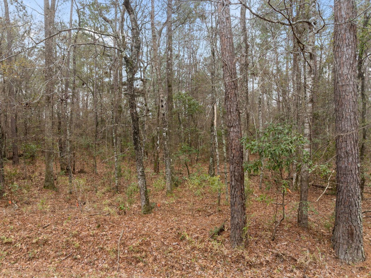 117 Cherrywood Drive Photo 7