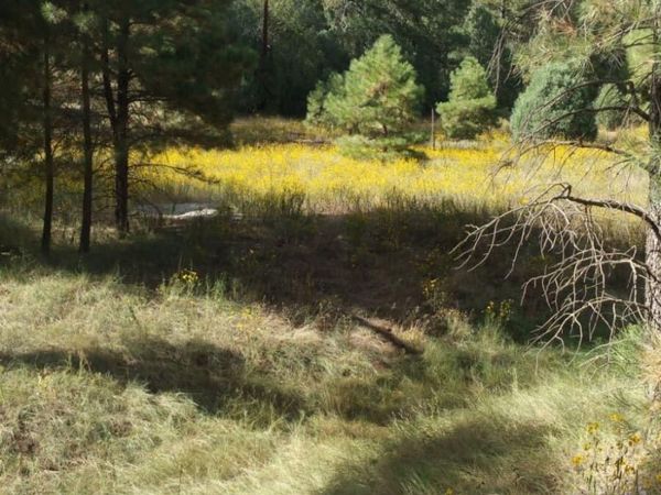 56 Carolino Canyon Road, Tijeras, NM 87059