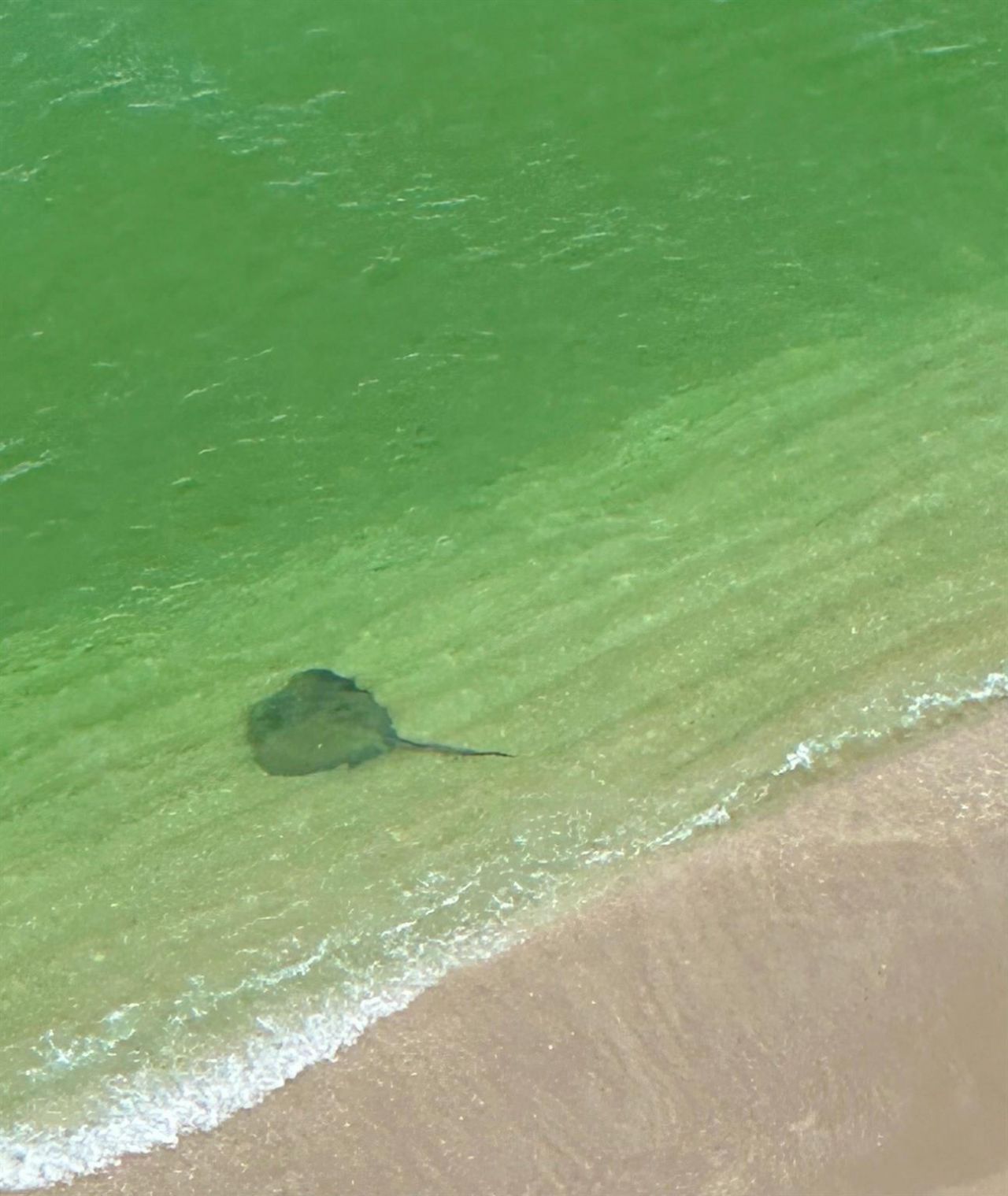 4280 Galt Ocean Drive, Unit 29C, Fort Lauderdale, FL 33308 Photo