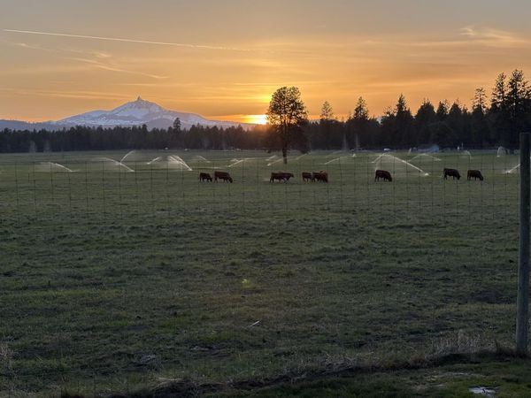 353 S Pine Meadow Street, Unit #8, Sisters, OR 97759