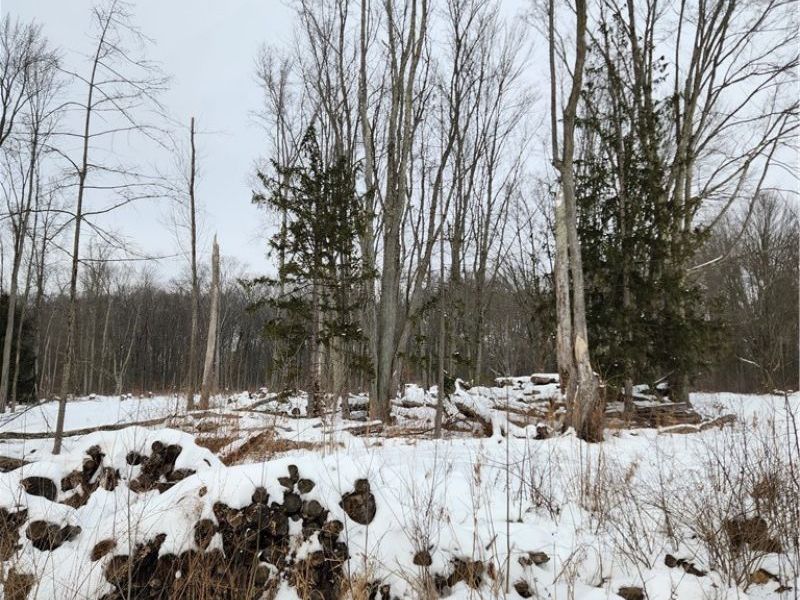 Royalton Road, Columbia Station, OH 44028 Photo 9