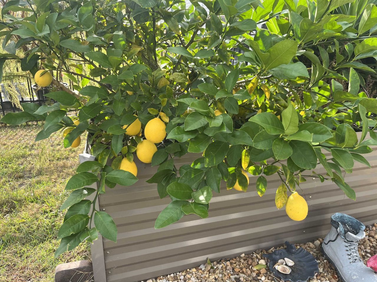 413 Accord St. Photo 36