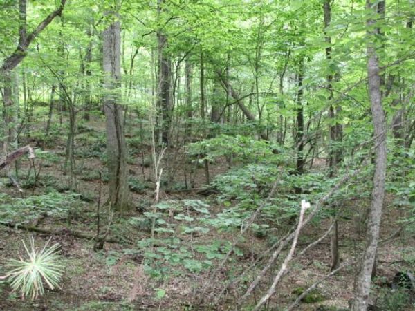 Tbd00 Mohawk Drive, Mountain City, TN 37683