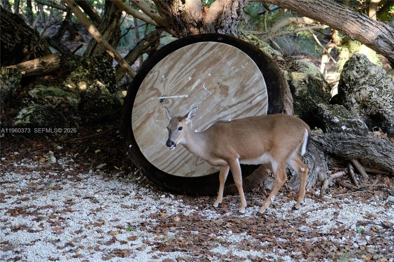 1557 Long Beach Dr, Big Pine Key, FL 33043 Photo