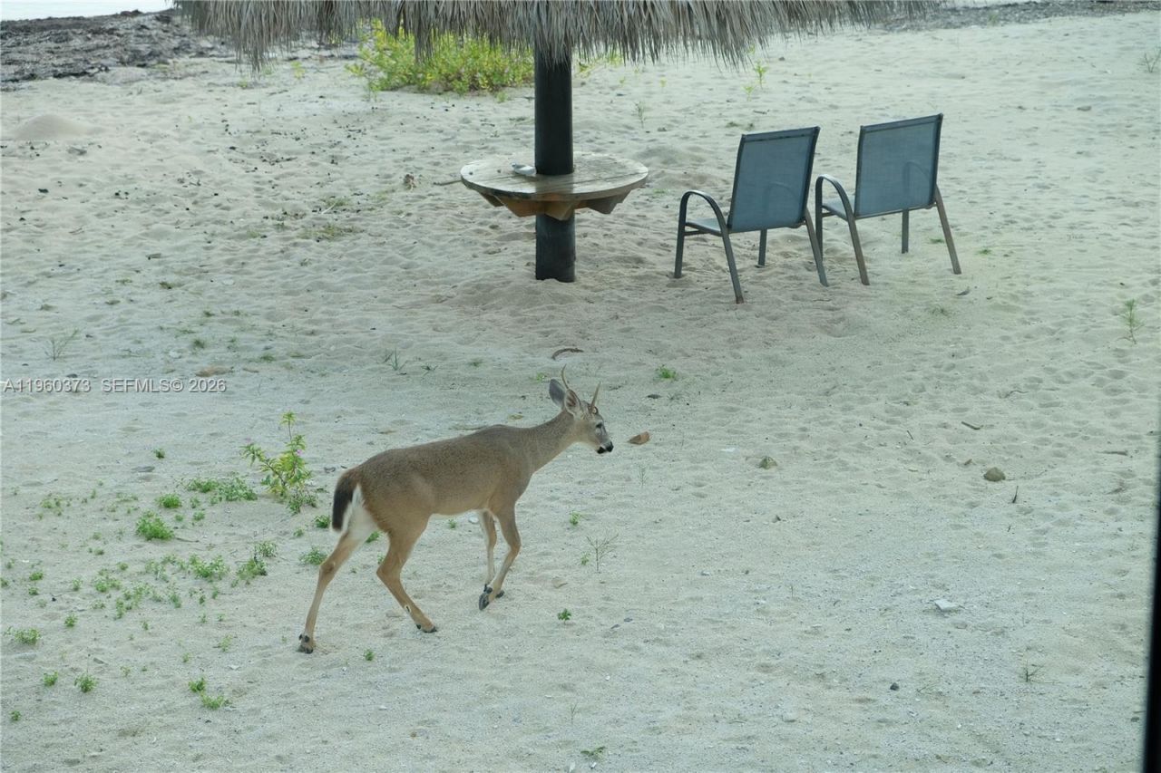 1557 Long Beach Dr, Big Pine Key, FL 33043 Photo