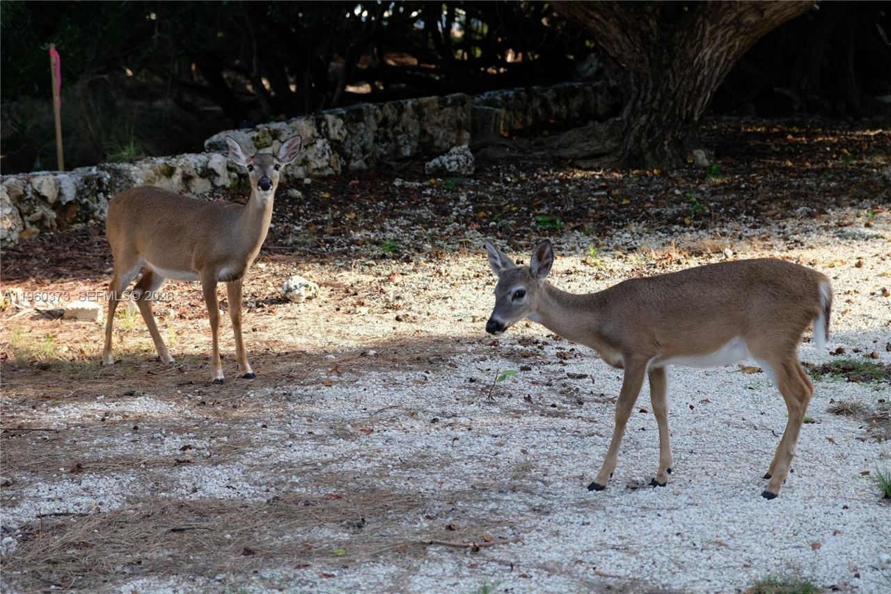 1557 Long Beach Dr, Big Pine Key, FL 33043 Photo