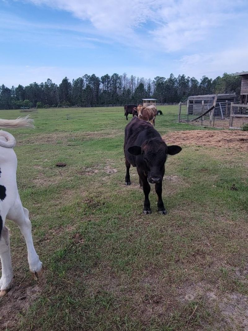 12625 Sweet Hill Road, Polk City, FL 33868 Photo