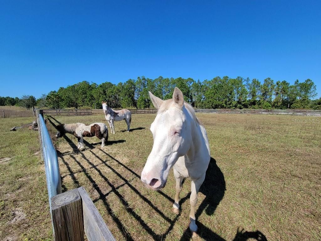 12625 Sweet Hill Road, Polk City, FL 33868 Photo