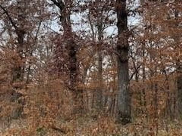 6505 Jansen Cove , Panora, IA 50216